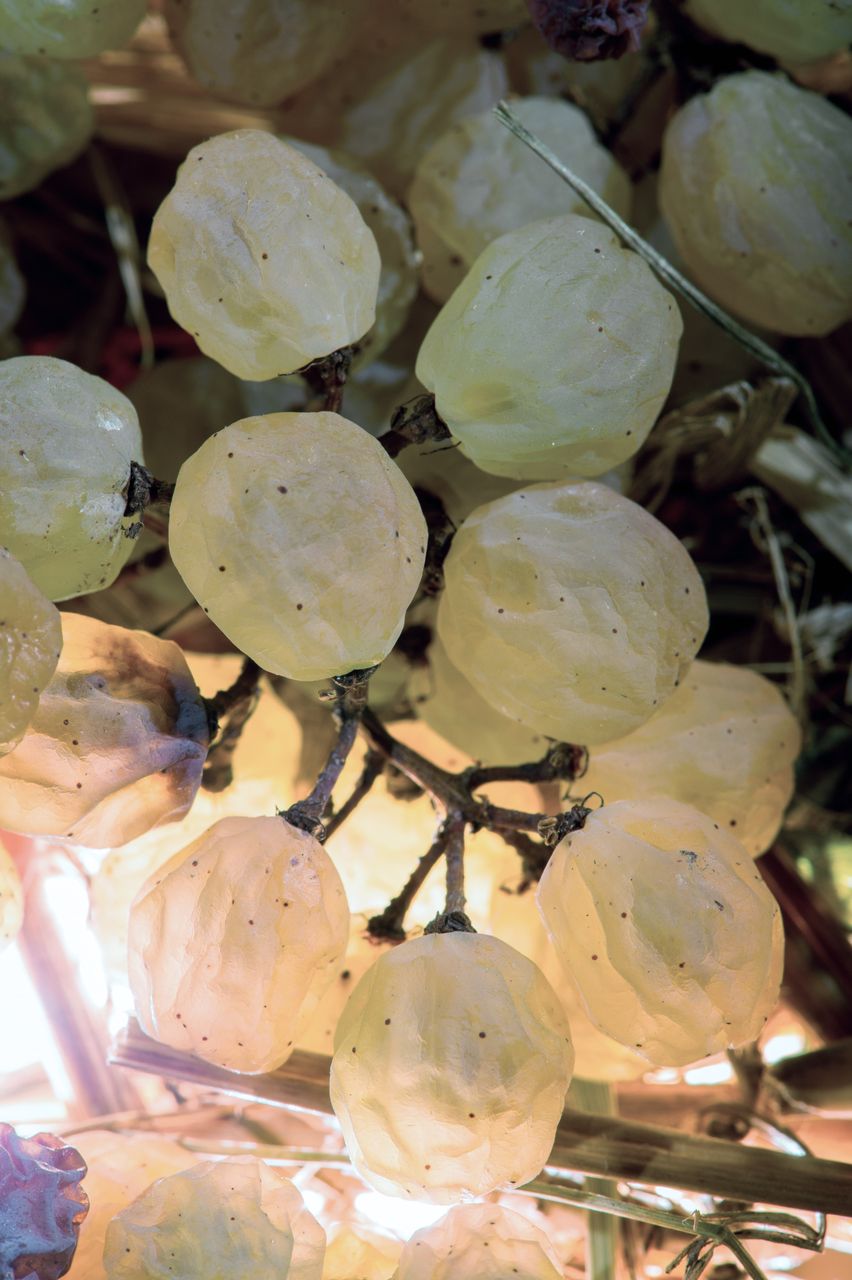 Vignoble Technique Vin de paille VDP-0012